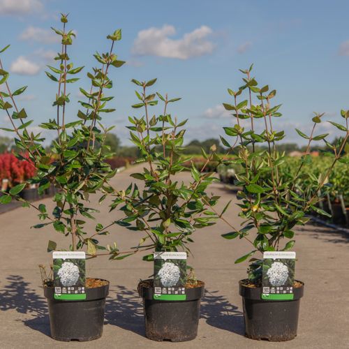 Viburnum burkwoodii cont. 3,6L 60/+ cm +ф