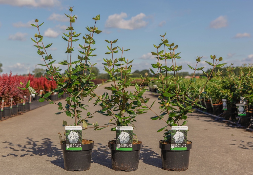 Viburnum burkwoodii cont. 3,6L 60/+ cm +p