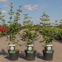 Viburnum burkwoodii cont. 3,6L 60/+ cm +ф
