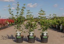 Viburnum burkwoodii cont. 3,6L 60/+ cm +f