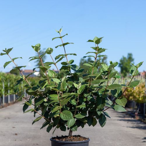 Viburnum carlcephalum cont. 12L 80/+ cm +ф