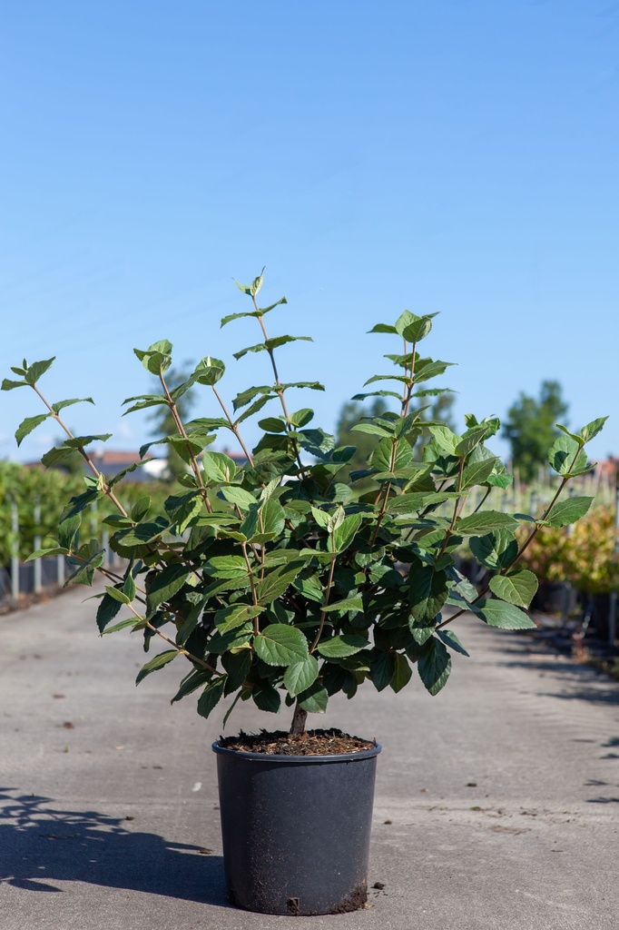 Viburnum carlcephalum cont. 12L 80/+ cm +p