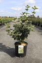 Viburnum carlcephalum Kont. 12L 80/+ cm +B