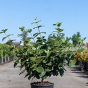 Viburnum carlcephalum cont. 12L 80/+ cm +p