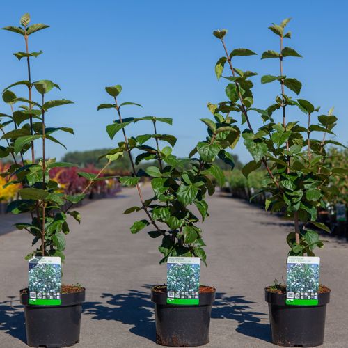 Viburnum carlcephalum cont. 3,6L 60/+ cm +p