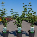 Viburnum carlcephalum cont. 3,6L 60/+ cm +B