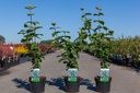 Viburnum carlcephalum cont. 3,6L 60/+ cm +p