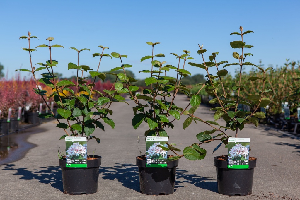 [P] Viburnum carlesii 'Aurora' cont. 3,6L 50-60 cm +ф