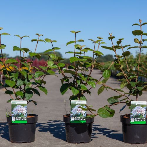 [P] Viburnum carlesii 'Aurora' cont. 3,6L 50-60 cm +p