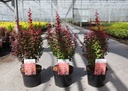 Berberis thunbergii 'Orange Rocket' (PBR) cont. 3,6L 30-40 cm +B