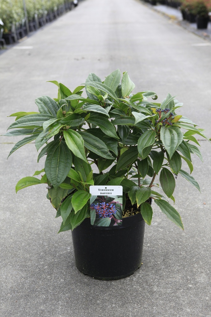 [P] Viburnum davidii Kont. 10L 40-50 cm