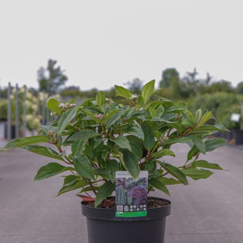 [P] Viburnum davidii cont. 10L 40-50 cm