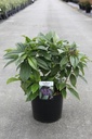 Viburnum davidii Kont. 10L 40-50 cm