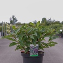 Viburnum davidii cont. 10L 40-50 cm
