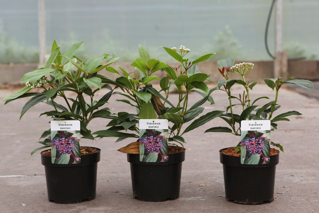 Viburnum davidii cont. 3,6L 30-40 cm +p
