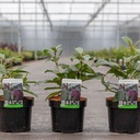 Viburnum davidii cont. 3,6L 30-40 cm +ф