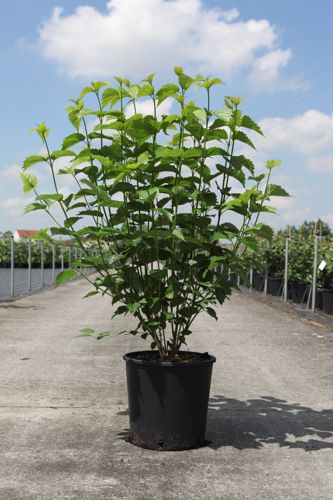 [P] Viburnum dentatum BLUE MUFFIN® cont. 12L 60-80 cm +ф