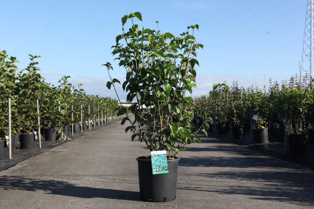 Viburnum dentatum BLUE MUFFIN® cont. 12L 60-80 cm +ф