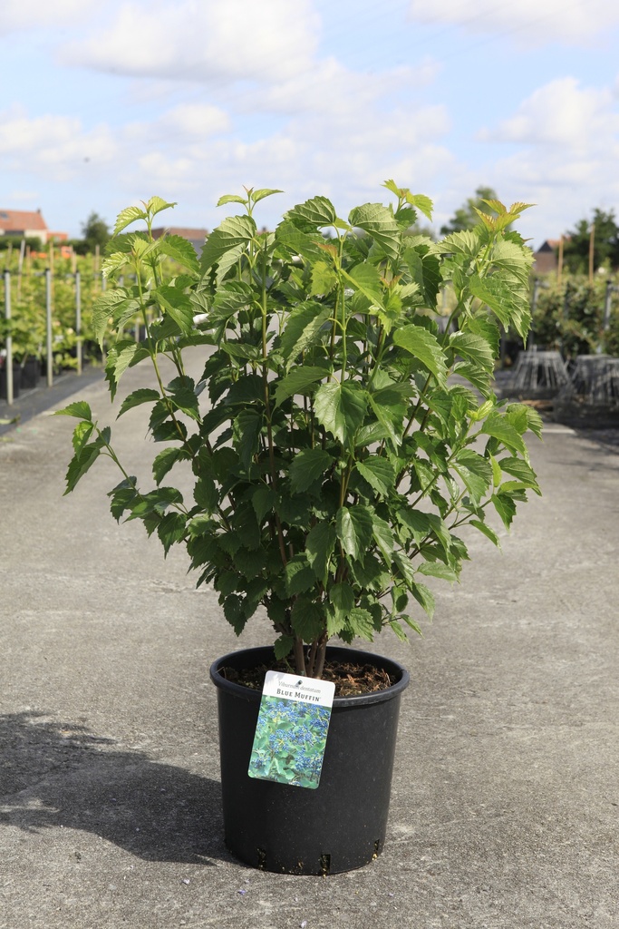 [P] Viburnum dentatum BLUE MUFFIN® cont. 12L 60-80 cm +p