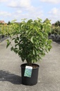 Viburnum dentatum BLUE MUFFIN® Kont. 12L 60-80 cm +B