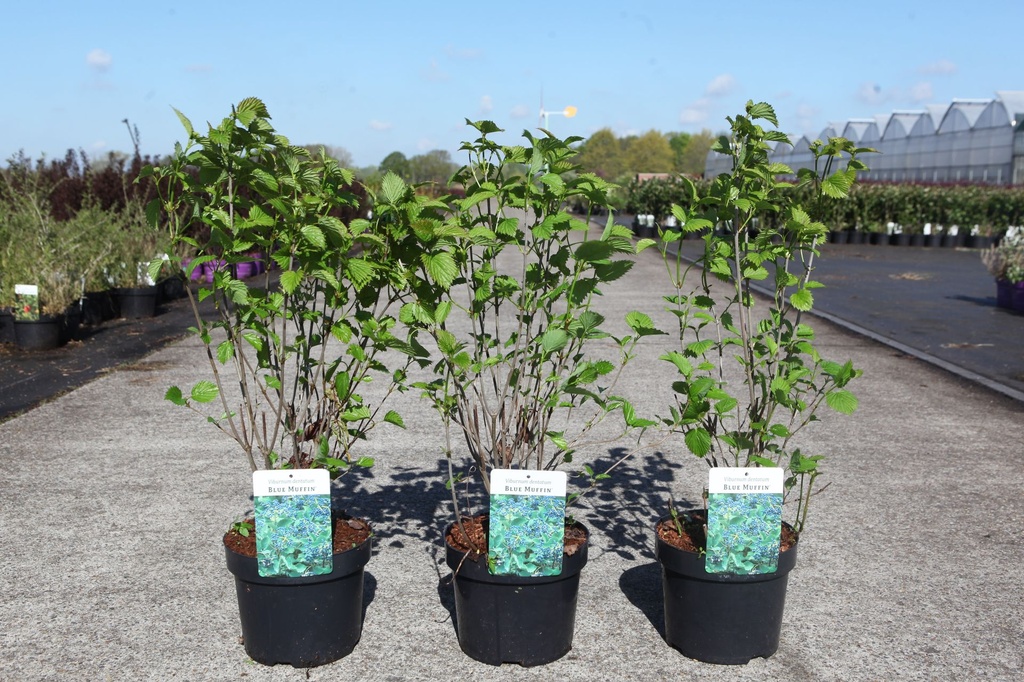 Viburnum dentatum BLUE MUFFIN® cont. 3,6L 40-50 cm +f