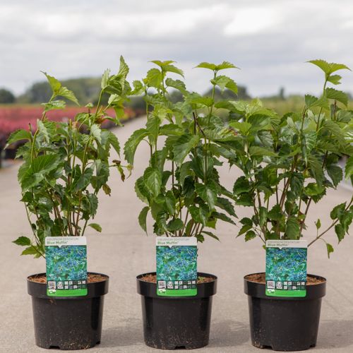 [P] Viburnum dentatum BLUE MUFFIN® cont. 3,6L 40-50 cm +p