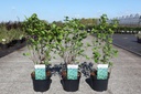 Viburnum dentatum BLUE MUFFIN® cont. 3,6L 40-50 cm +f