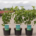 Viburnum dentatum BLUE MUFFIN® cont. 3,6L 40-50 cm +p
