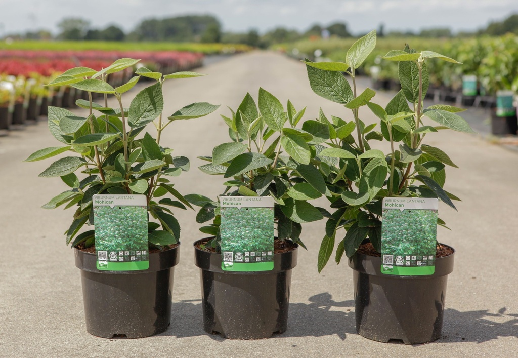Viburnum lantana 'Mohican' cont. 3,6L 50-60 cm +p