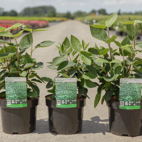 Viburnum lantana 'Mohican' cont. 3,6L 50-60 cm +p