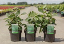 Viburnum lantana 'Mohican' cont. 3,6L 50-60 cm +ф