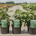 Viburnum lantana 'Mohican' cont. 3,6L 50-60 cm +B