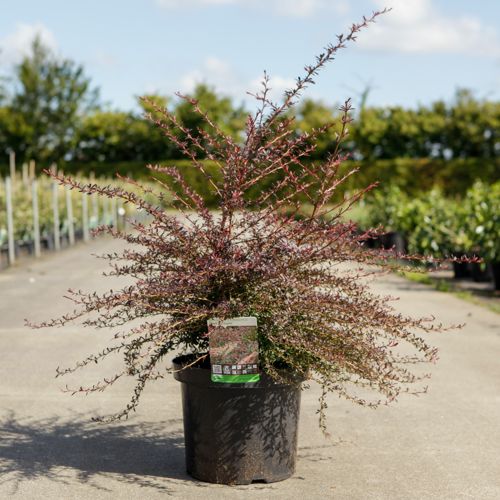[P] Berberis thunbergii 'Red Dream' (PBR) cont. 10L 40-50 cm +B