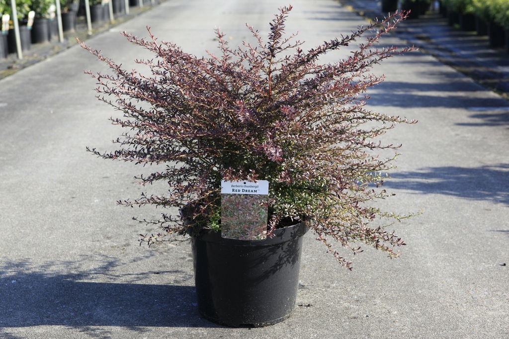 [P] Berberis thunbergii 'Red Dream' (PBR) cont. 10L 40-50 cm +f