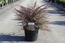 Berberis thunbergii 'Red Dream' (PBR) cont. 10L 40-50 cm +p