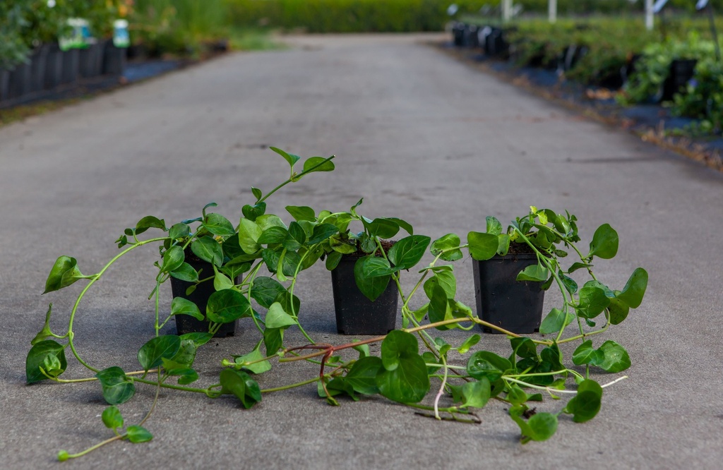[P] Vinca major cont. 0,4L (P9)