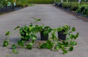 Vinca major Kont. 0,4L (P9)