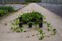 Vinca major vaso 0,4L (P9)