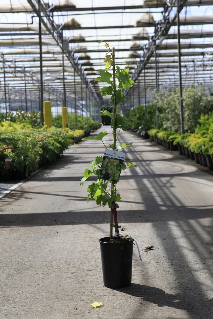 [P] Vitis 'Muscat of Alexandria' cont. 3L hoog 80-100 cm veredeld (wit) +f