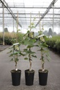 Vitis 'Muscat of Alexandria' cont. 3L high 80-100 cm grafted (white) +p