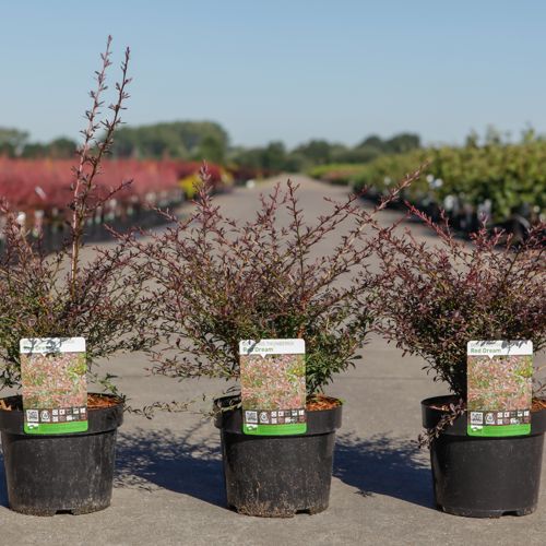 [P] Berberis thunbergii 'Red Dream' (PBR) cont. 3,6L 30-40 cm +ф