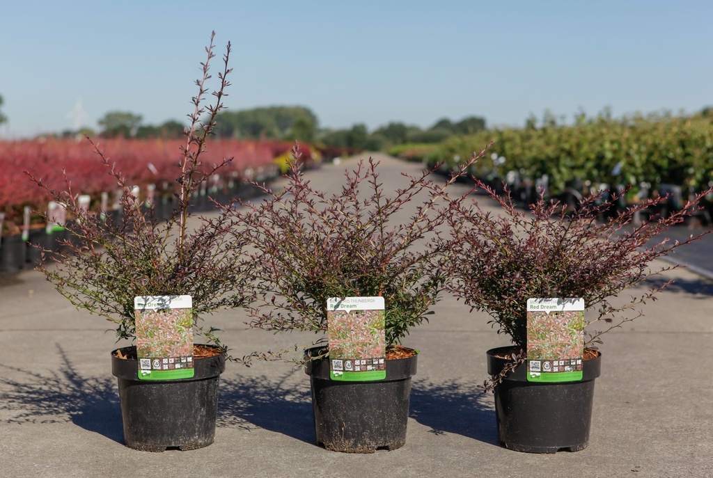 [P] Berberis thunbergii 'Red Dream' (PBR) cont. 3,6L 30-40 cm +ф