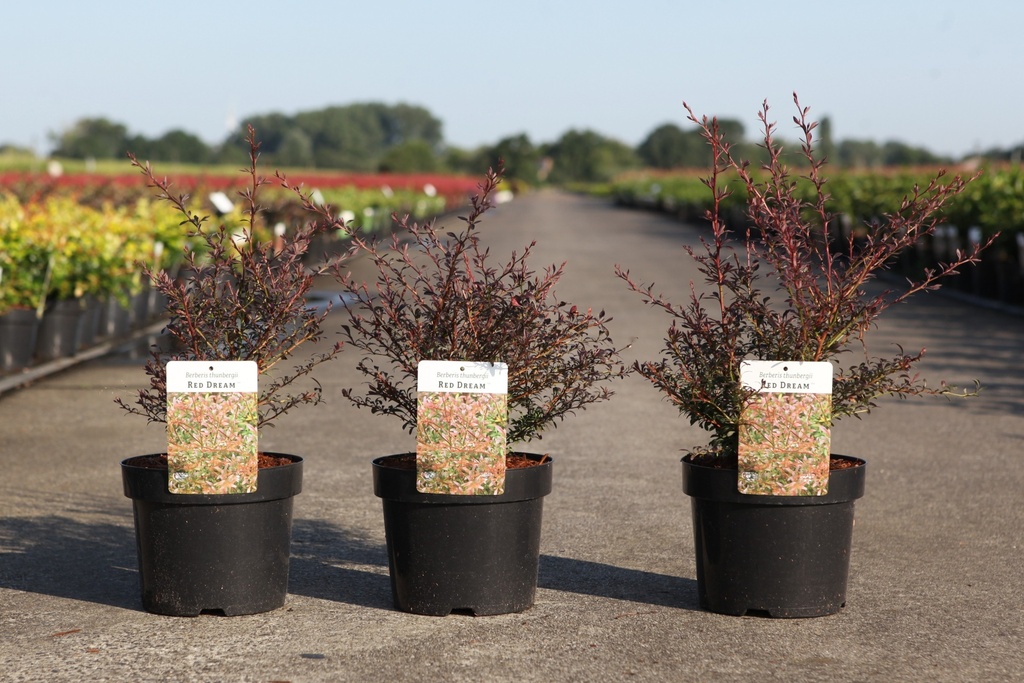 [P] Berberis thunbergii 'Red Dream' (PBR) cont. 3,6L 30-40 cm +B