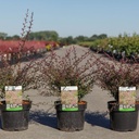 Berberis thunbergii 'Red Dream' (PBR) cont. 3,6L 30-40 cm +ф