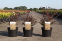 Berberis thunbergii 'Red Dream' (PBR) cont. 3,6L 30-40 cm +B