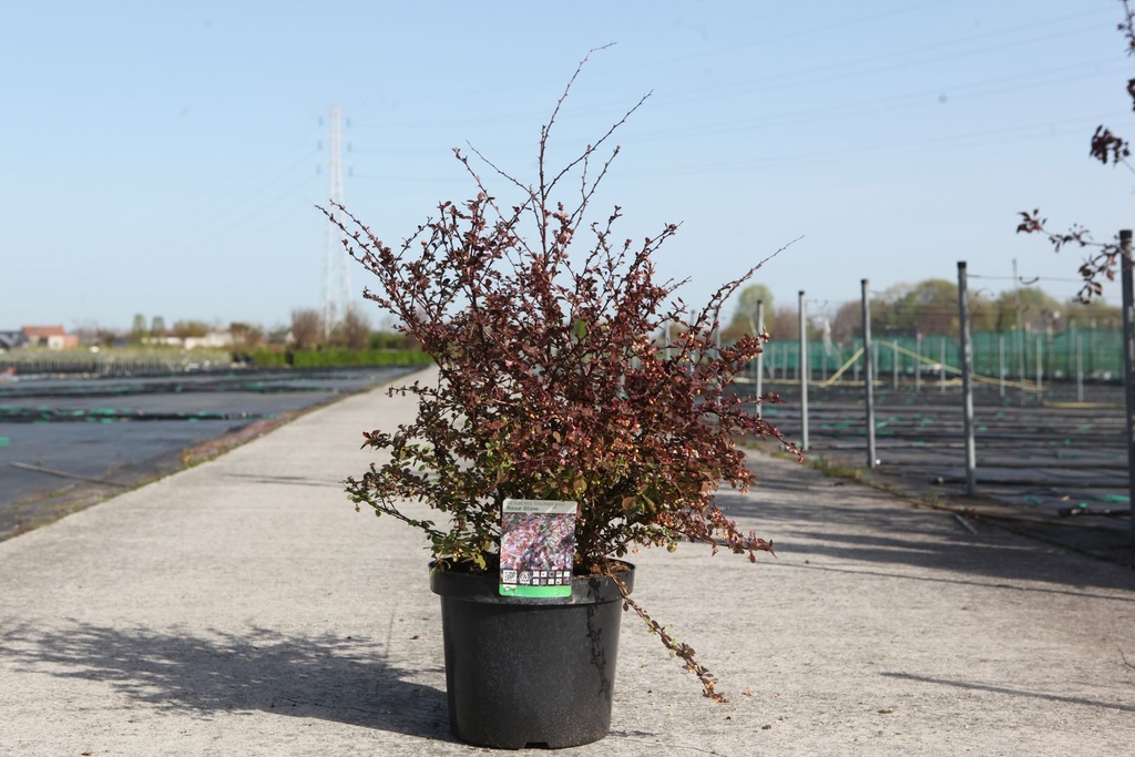 [P] Berberis thunbergii 'Rose Glow' cont. 10L 60/+ cm +B