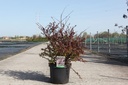Berberis thunbergii 'Rose Glow' cont. 10L 60/+ cm +ф