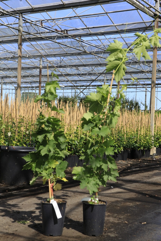 Vitis 'Muscat Hamburg' cont. 3L high 80-100 cm grafted (blue) +p