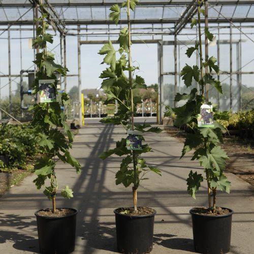 [P] Vitis 'Muscat Hamburg' cont. 3L hoch 80-100 cm gepropft (blau) +B