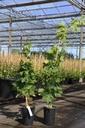 Vitis 'Muscat Hamburg' cont. 3L haut 80-100 cm grafted (bleu) +p